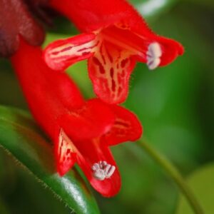 Aeschynanthus