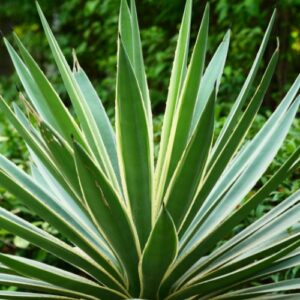 Agave