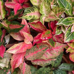 Aglaonema