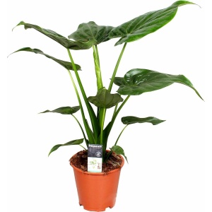 Alocasia 'Cucullata' | Olifantsoor - Kamerplant in kwekerspot ⌀19 cm - ↕55-65 cm