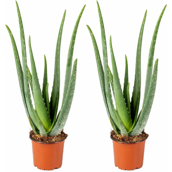 Aloe Vera Barbadensis - Vetplant - Set van 2 - Kamerplant - Onderhoudsvriendelijke plant voor binnen - ⌀12 cm - 35-40 cm