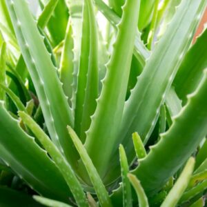 aloe vera