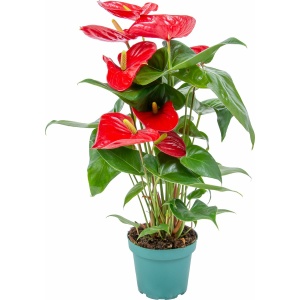 Anthurium 'Aristo' Rood - Flamingoplant - Kamerplant - Onderhoudsvriendelijke plant voor binnen - ⌀14 cm - 45-55 cm