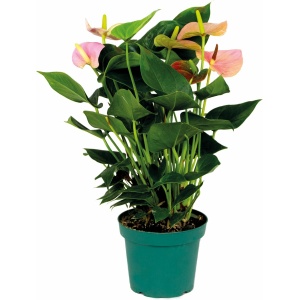 Anthurium 'Aristo' Roze - Flamingoplant - Kamerplant - Onderhoudsvriendelijk - ⌀14 cm - 45-55 cm