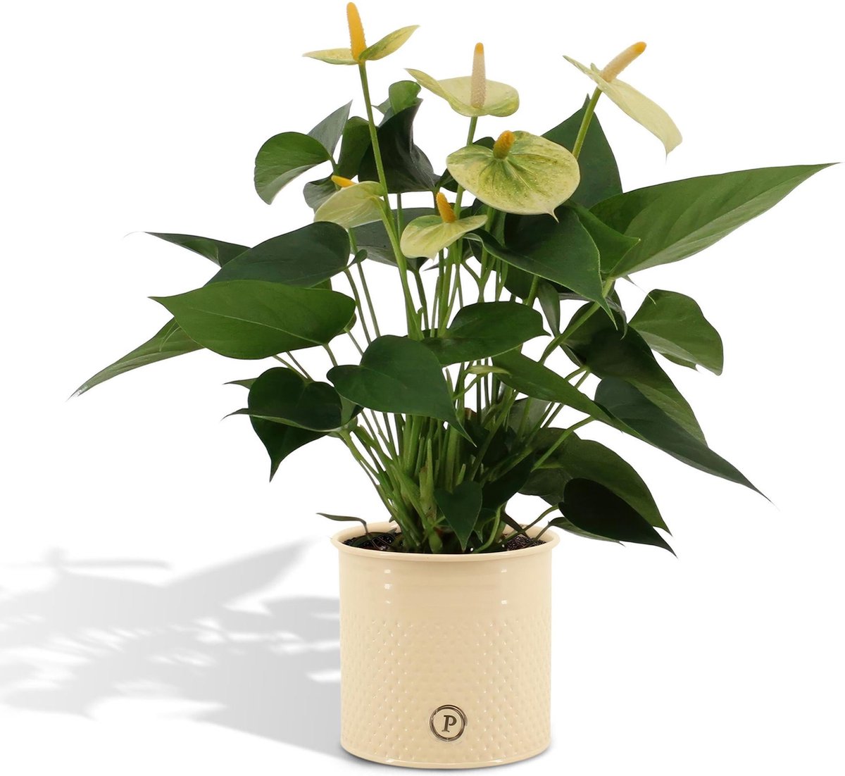 Anthurium andreanum Vanilla incl. PURE zink - 45cm - Ø12