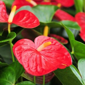 Anthurium