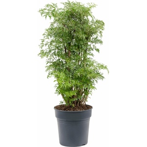 Aralia Polyscias Ming Vertakt 100cm