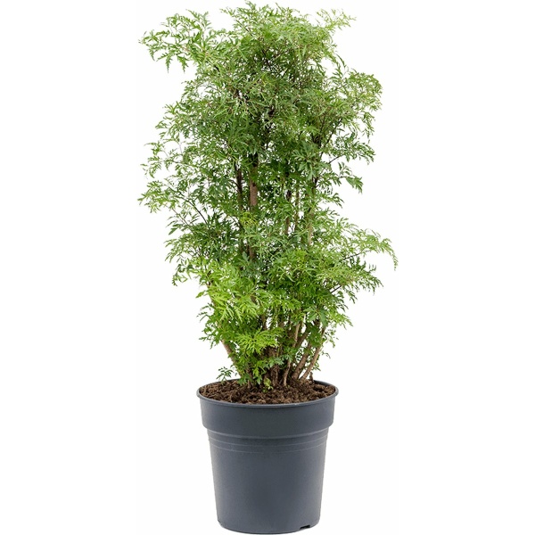 Aralia Polyscias Ming Vertakt 100cm