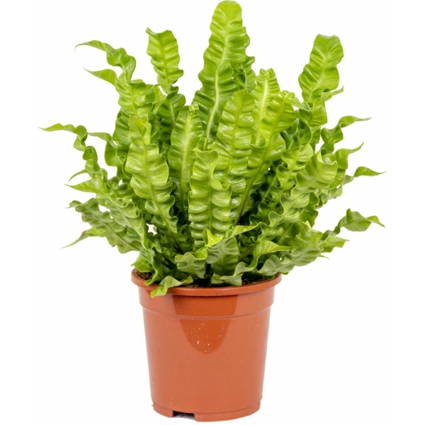 Asplenium 'Crispy Wave' | Streepvaren - Kamerplant in kwekerspot ⌀12 cm - ↕15-25 cm