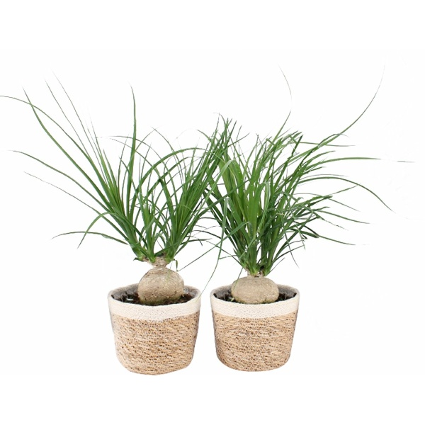 Beaucarnea Nolina in Noah Korb ↨ 45cm - 2 stuks - hoge kwaliteit planten