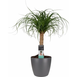 Beaucarnea Recht met Elho brussels antracite ↨ 55cm - hoge kwaliteit planten