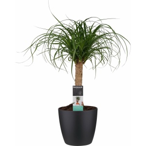 Beaucarnea Recht met Elho brussels living black ↨ 55cm - hoge kwaliteit planten