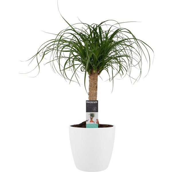Beaucarnea Recht met Elho brussels white ↨ 55cm - hoge kwaliteit planten