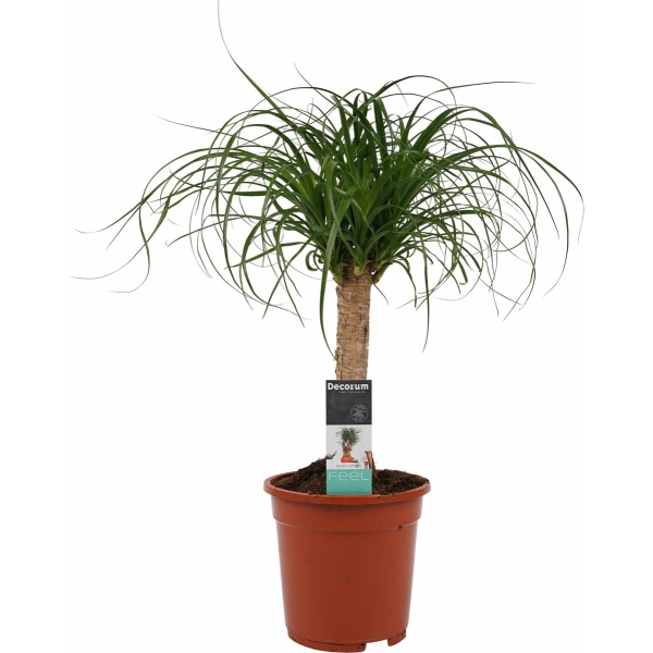 Beaucarnea Recht ↨ 55cm - hoge kwaliteit planten