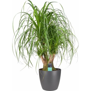 Beaucarnea Vertakt met Elho brussels antracite ↨ 80cm - hoge kwaliteit planten