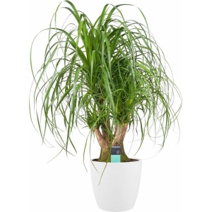 Beaucarnea Vertakt met Elho brussels white ↨ 80cm - hoge kwaliteit planten