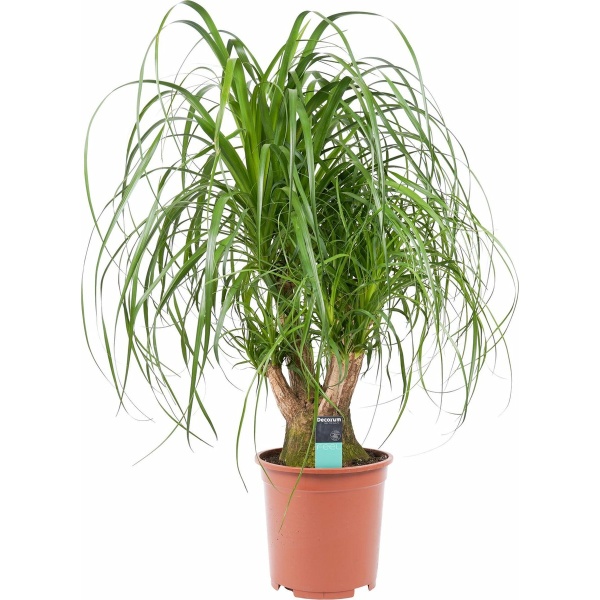 Beaucarnea Vertakt ↨ 80cm - hoge kwaliteit planten