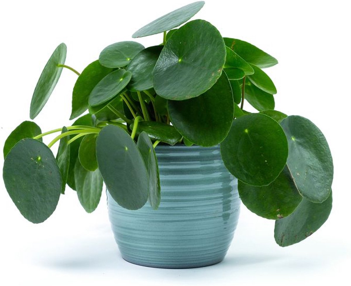 Bloomgift | Kamerplanten | Pannenkoekplant | Pilea Peperomioides | ↕ 25cm | Ø 12 cm