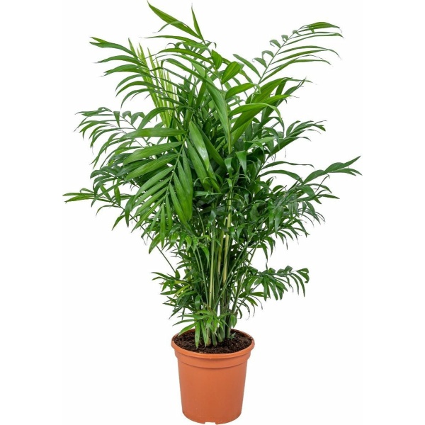 Chamaedorea Elegans - Mexicaanse Dwergpalm - Kamerplant - luchtzuiverend - ⌀17 cm - 50-60 cm