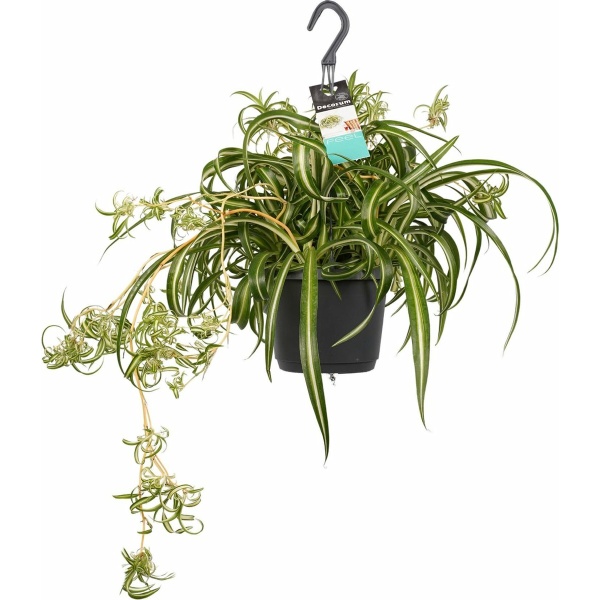 Chlorophytum comosum 'Bonnie' ↨ 40cm - hoge kwaliteit planten
