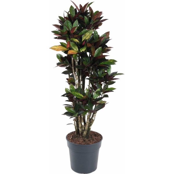 Codiaeum Mrc Iceton vertakt - Potmaat 31cm - Hoogte 140cm