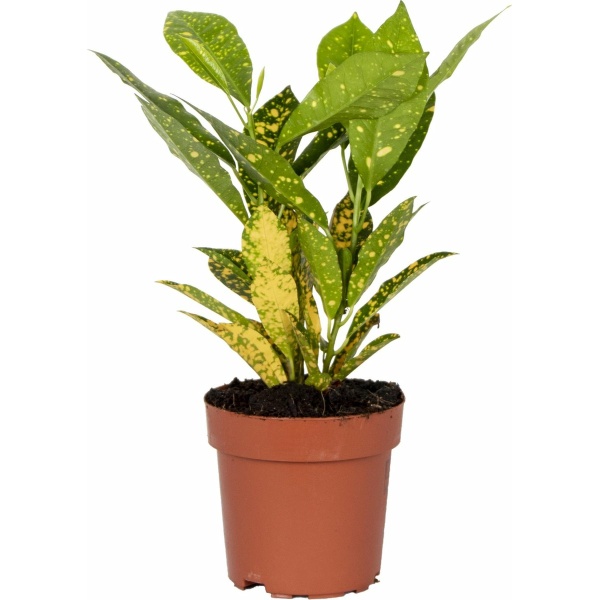 Codiaeum 'Zonnige ster' | Croton - Kamerplant in kwekerspot ⌀12 cm - ↕15-25 cm