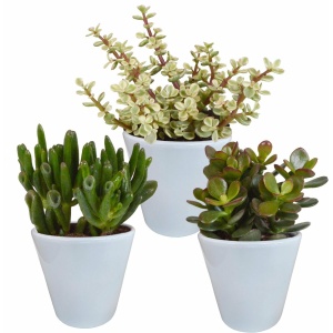 Crassula mix 8.5 cm in witte pot | 3 stuks