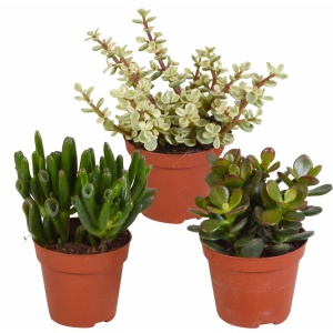 Crassula mix 8,5 cm | 3 stuks