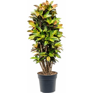 Croton Codiaeum variegatum Mrs. Iceton Vertakt 135cm