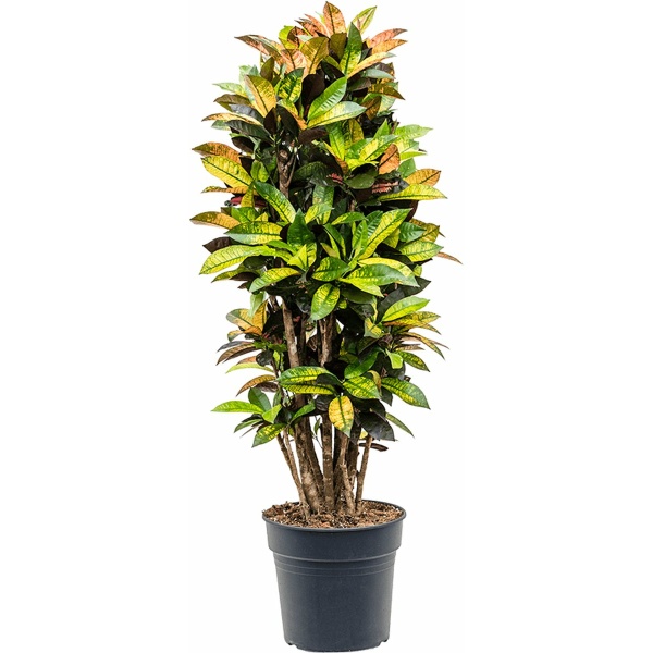 Croton Codiaeum variegatum Mrs. Iceton Vertakt 135cm