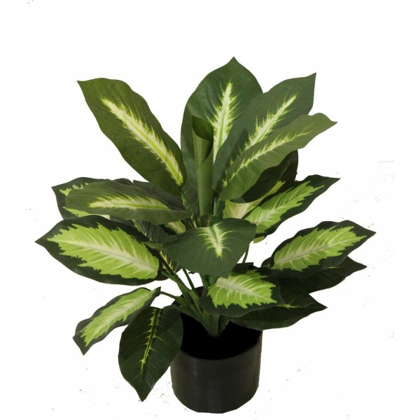 Dieffenbachia mars - 50-55 cm