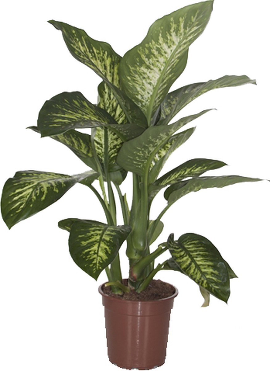 Dieffenbachia seguine 'Tropic Snow' - Ammerlaan The Green Innovator - Groene Plant- Hoogte 80 cm