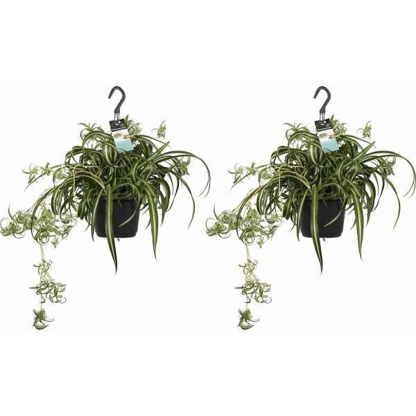 Duo Chlorophytum comosum 'Bonnie' ↨ 40cm - 2 stuks - hoge kwaliteit planten