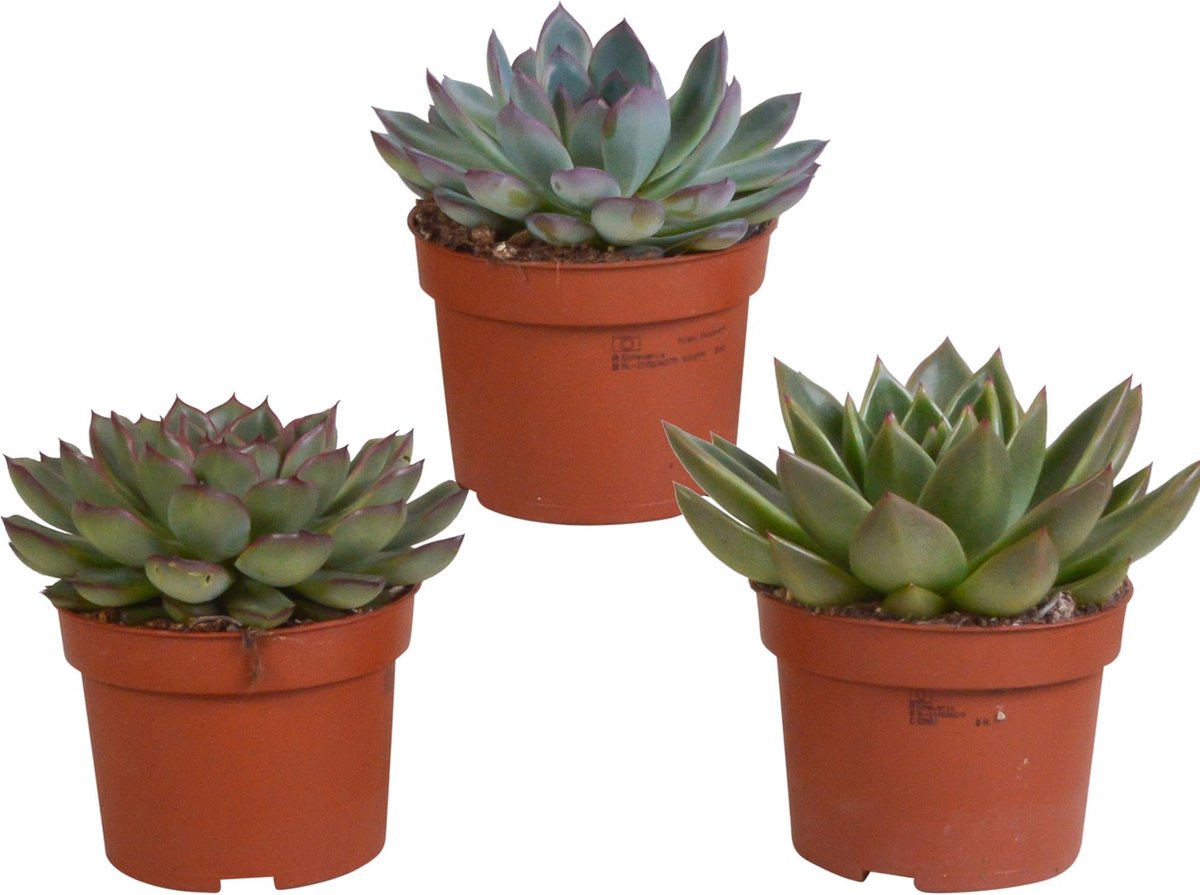 Echeveria mix 10,5 cm | 3 stuks