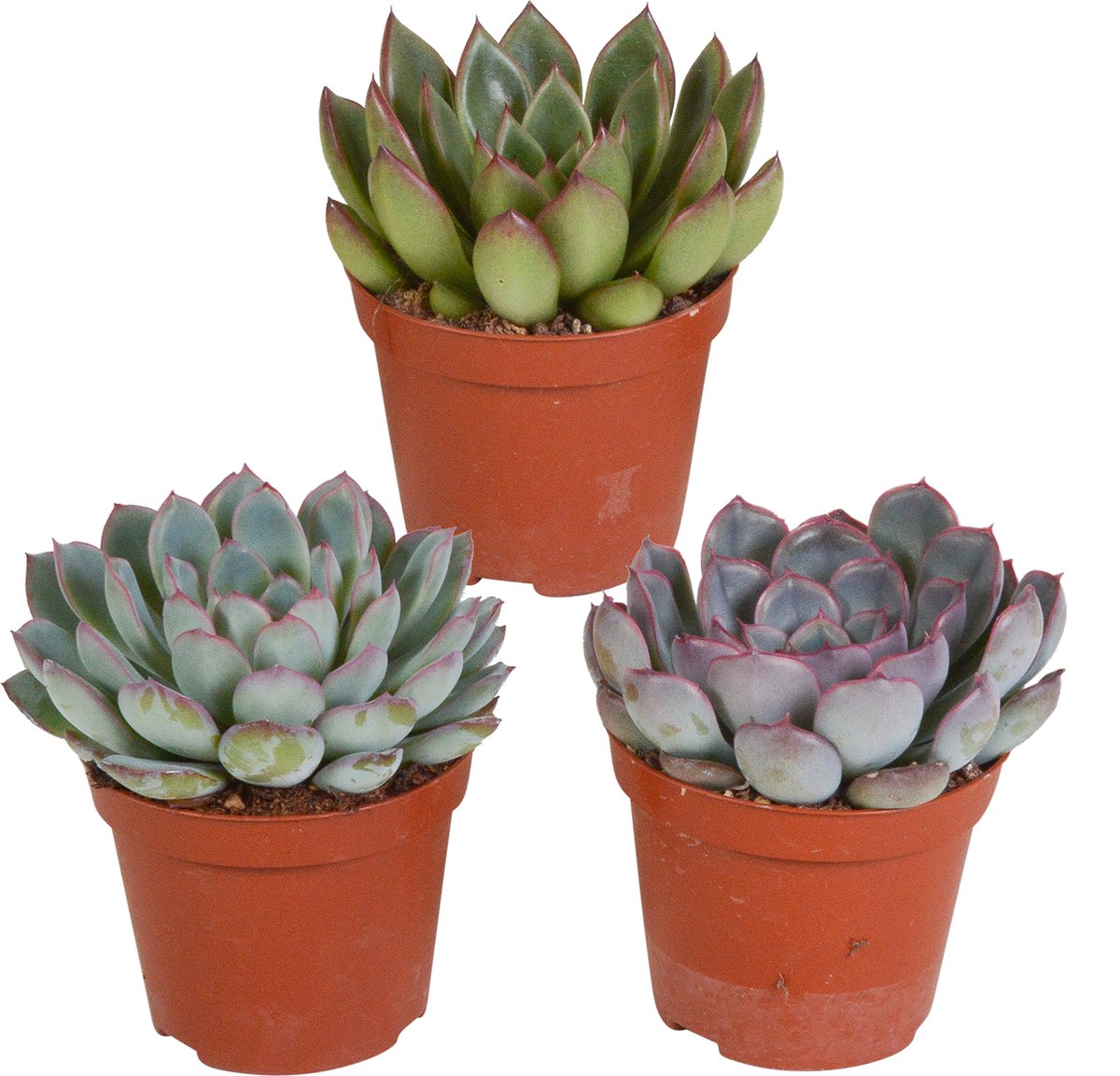 Echeveria mix 8,5 cm | 3 stuks