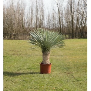 Gewone palmlelie Yucca rostrata h 140 cm st. h 55 cm