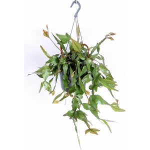 Goed & Groen - Rhipsalis elliptica - ↨ 35cm - Potmaat 17 - Exclusieve Kwaliteit Planten - Kamer Plant - Kamerplanten - Sfeer - Interieur