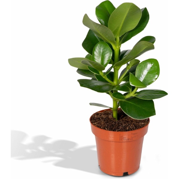 Hello Plants Clusia Princess Handtekeningboom - Ø 12 cm - Hoogte: 15 cm - Kamerplant