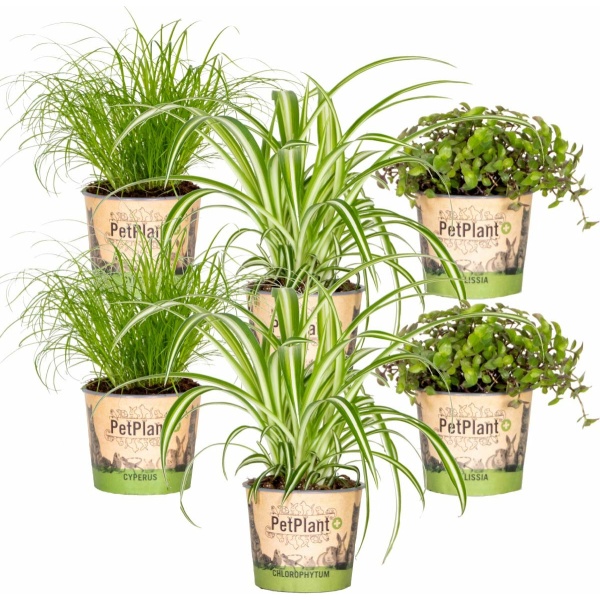 Huisdiervriendelijk Mix - Met Cyperus, Chlorophytum & Callisia - Set van 6 - Kamerplant - Plant voor binnen - ⌀12 cm - 15-25 cm