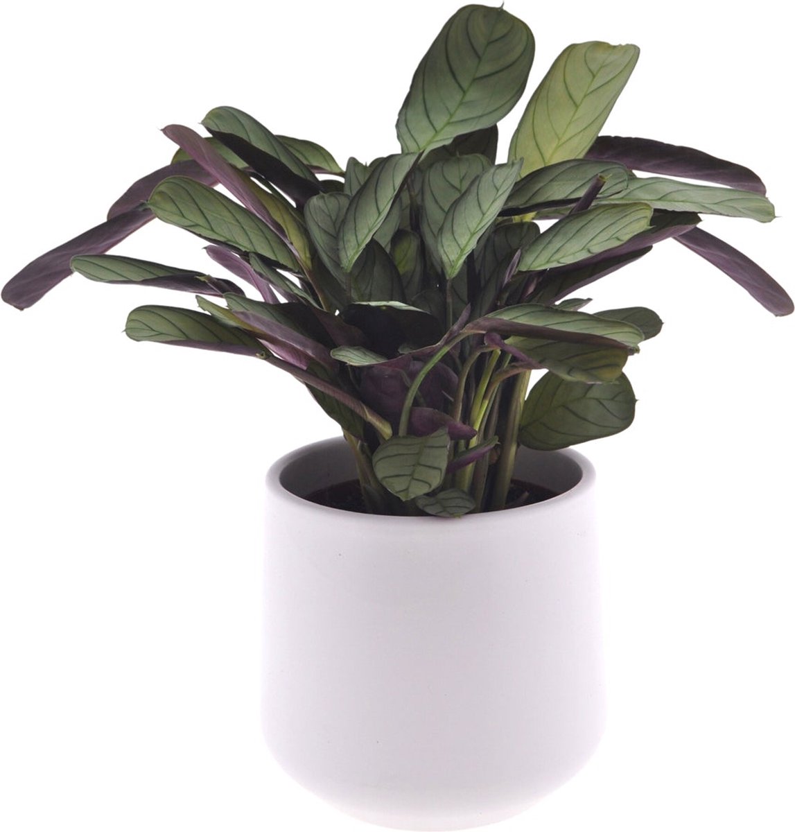 Intenz | Calathea | Ctenanthe | 30cm | keramieken pot 12cm | Jungle