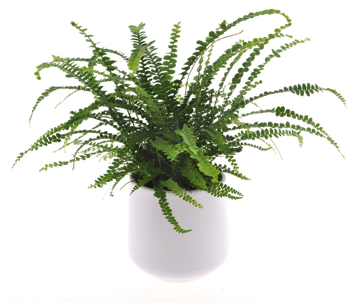 Intenz | Varen | Asplenium | 30cm | Nestvaren | Duffi | keramieken pot 12cm | Jungle