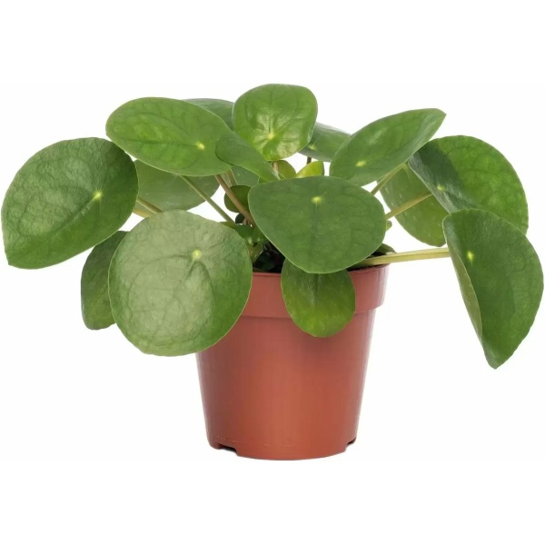 KAMERPLANT PILEA PEPEROMIOIDES "PANNENKOEKENPLANT"