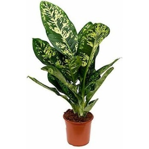 Kamerplant - Dieffenbachia - ↑ 90cm