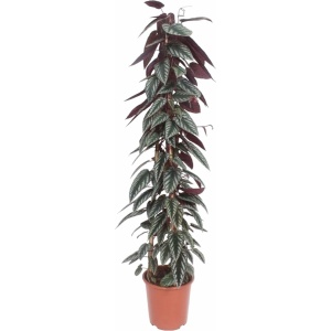 Kamerwijnstok - Cissus discolor pyramide hoogte 150cm potmaat 27cm