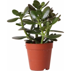 Kolibri Greens | Groene plant - Succulent Crassula Ovata - potmaat Ø9cm - groene kamerplant - vers van de kweker