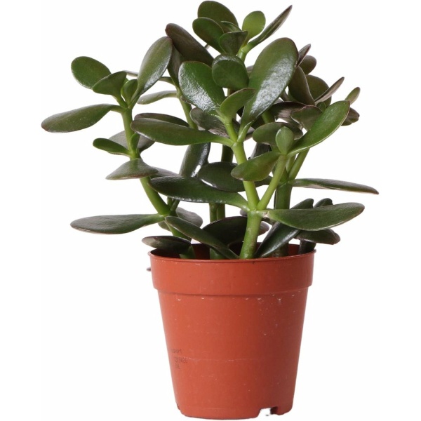 Kolibri Greens | Groene plant - Succulent Crassula Ovata - potmaat Ø9cm - groene kamerplant - vers van de kweker