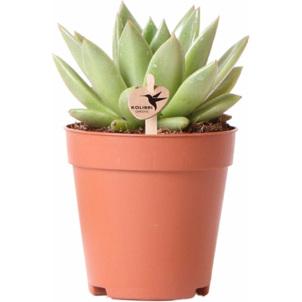 Kolibri Greens | Groene plant - Succulent Echeveria Miranda - potmaat Ø9cm - groene kamerplant - vers van de kweker