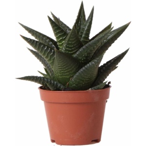 Kolibri Greens | Groene plant - Succulent Haworthia Limifolia - potmaat Ø6cm - groene kamerplant - vers van de kweker