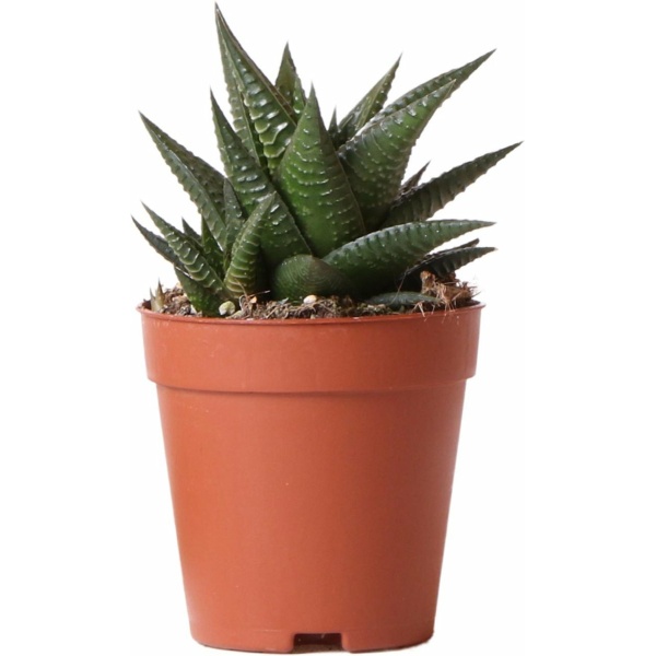 Kolibri Greens | Groene plant - Succulent Haworthia Limifolia - potmaat Ø9cm - groene kamerplant - vers van de kweker