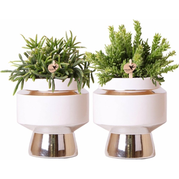 Kolibri Greens | Rhipsalis set van 2 planten in zilveren Le Chic sierpotten - keramiek potmaat Ø9cm